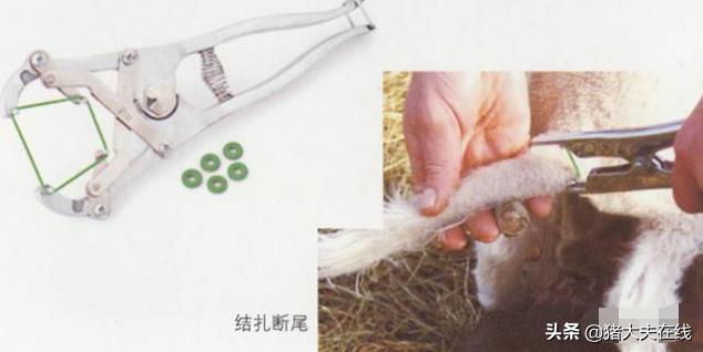 羊场羔羊断尾的好处
