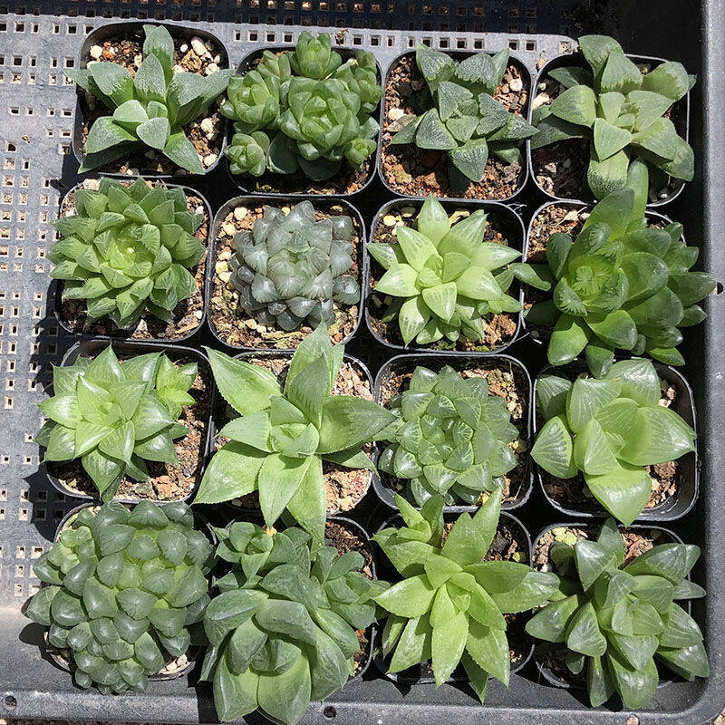 这8种花你不要乱浇水,新手种花品种推荐