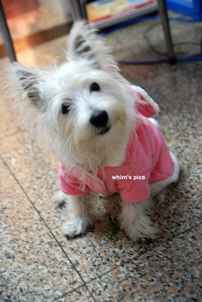 这几种高颜值狗狗你认识哪些,盘点最靠谱的狗狗看看你知道几种