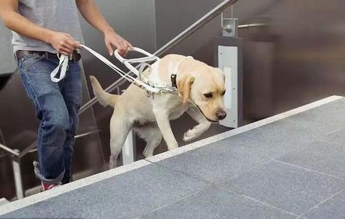 紫心勋章导盲犬,导盲犬没有勋章的视频