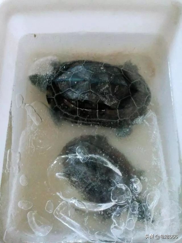 龟冻伤怎么办,龟冻僵了怎么救