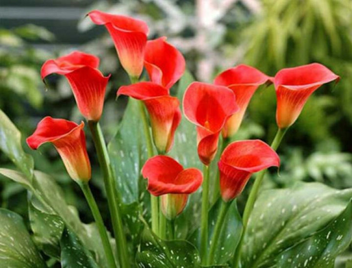 彩色马蹄莲怎么养爱开花图片,彩色马蹄莲夏季的养殖方法