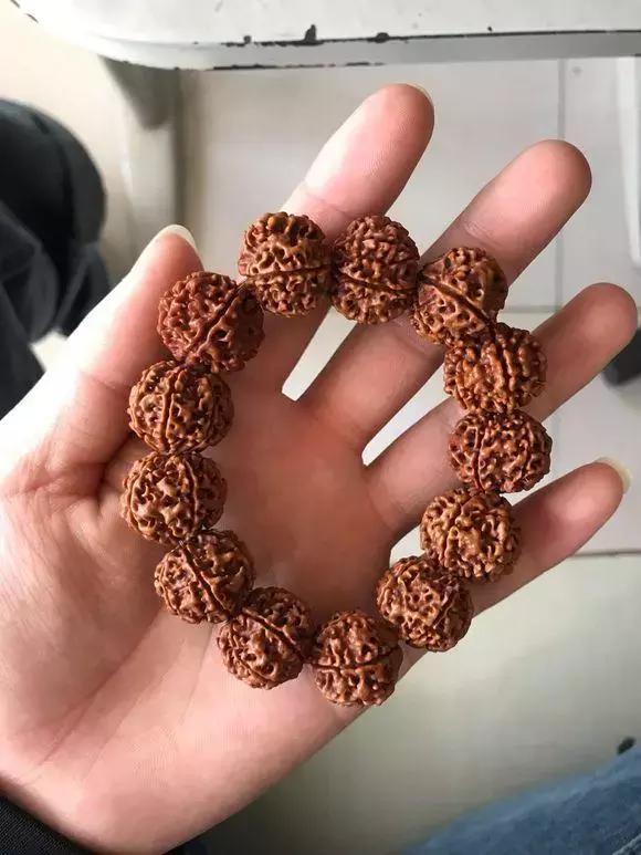 详细介绍一下金刚菩提的基础常识,盘玩金刚菩提有讲究这五点要了解