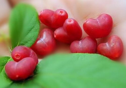 缅甸十大名贵水果,十大名贵水果有哪些