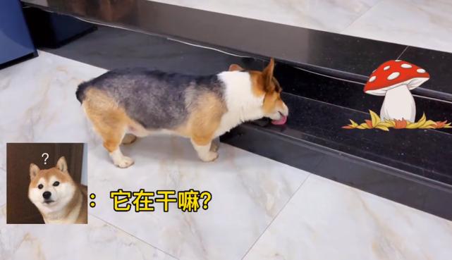 狗狗误食见手青后续,吃狗粮中毒的狗