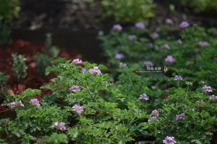 驱蚊草真的可以驱蚊子吗,驱蚊草能治蚊虫吗