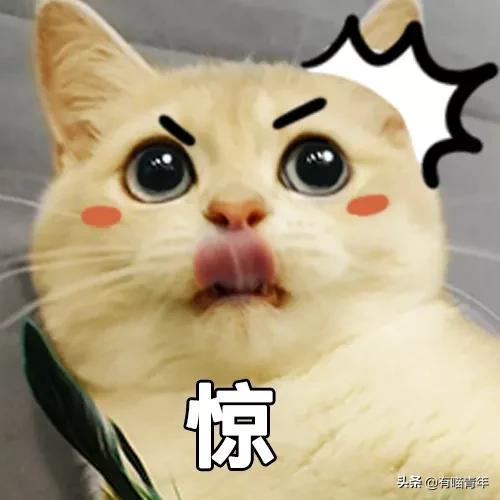 猫咪没坏心眼视频,猫咪没有坏心思在线阅读