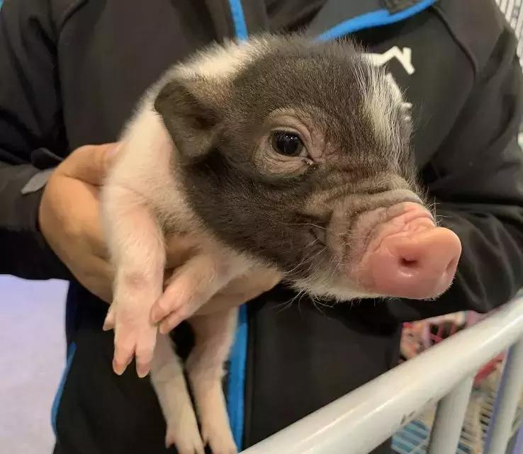 2019年第161届中国宠物文化节,2018年宠物文化节