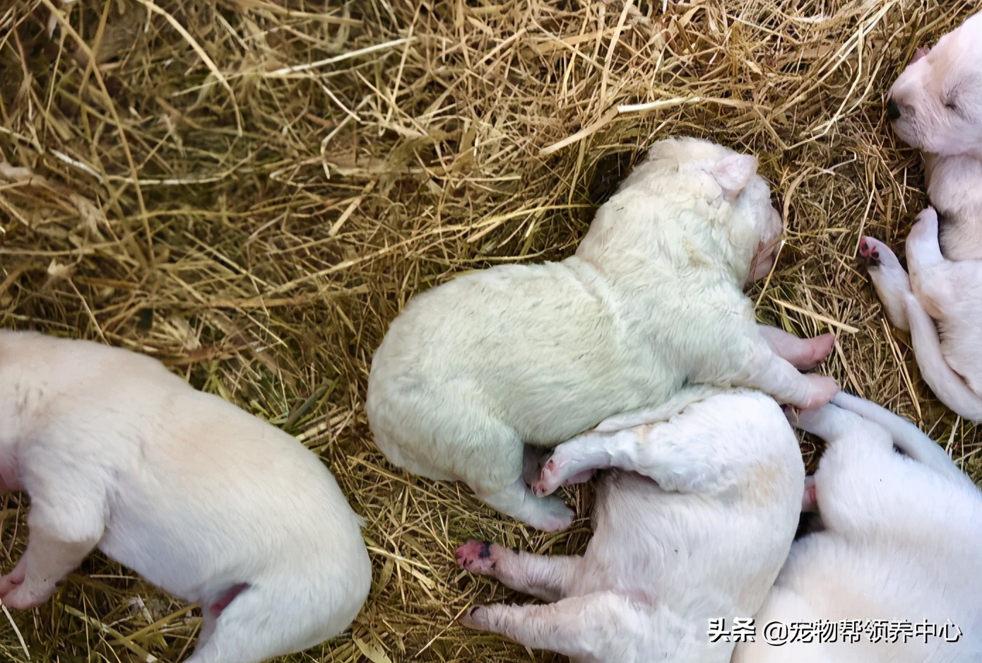 幼犬粪便里有毛发正常么,幼犬出生到满月毛色怎么变了