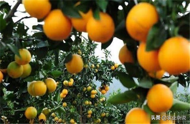 冰糖橙种植成功案例,种植冰糖橙要几年才能结果