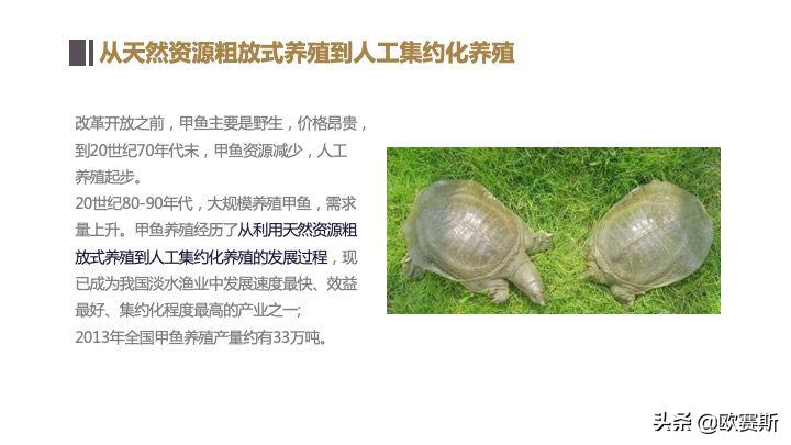 欧赛斯带你全方位洞察甲鱼市场发展趋势及竞争格局