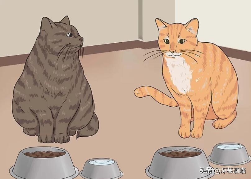 猫咪原住民和新猫如何快速相处,原宿猫如何接收新猫