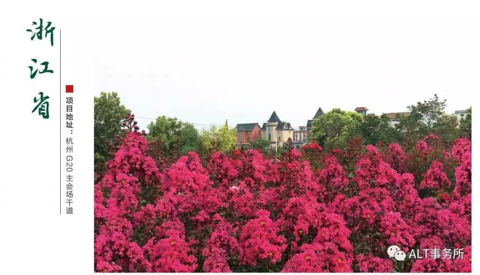 天鹅绒紫薇花烂漫,花争艳