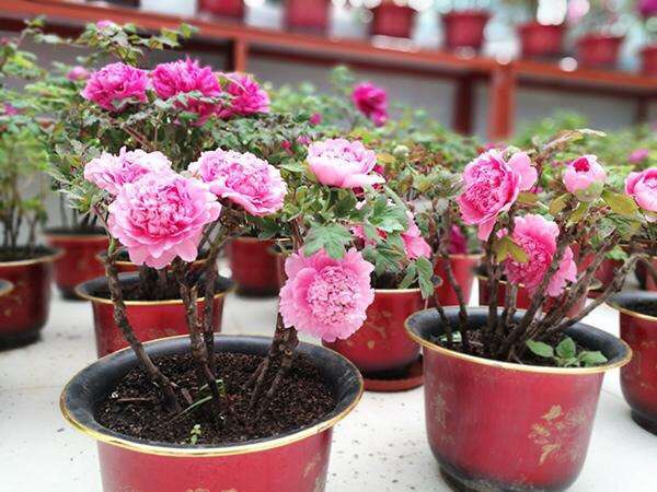 盆栽牡丹怎么养视频,盆栽牡丹的种植方法及管理