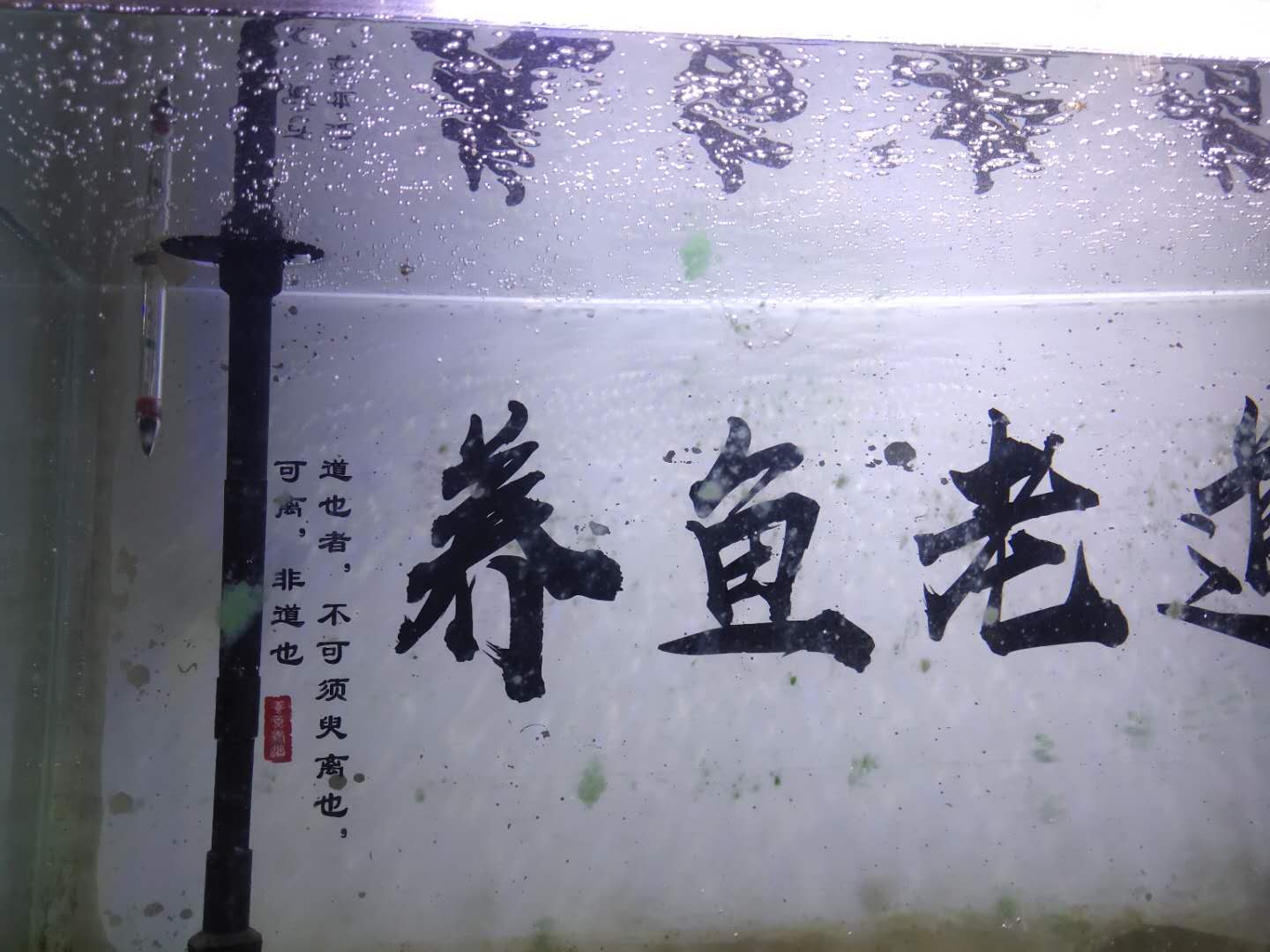 鱼缸水面上的泡沫什么样属于正常,鱼缸水面漂浮多少泡沫需要清理