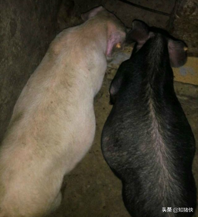 猪胀气死亡原因用什么药,猪胀气防治方法