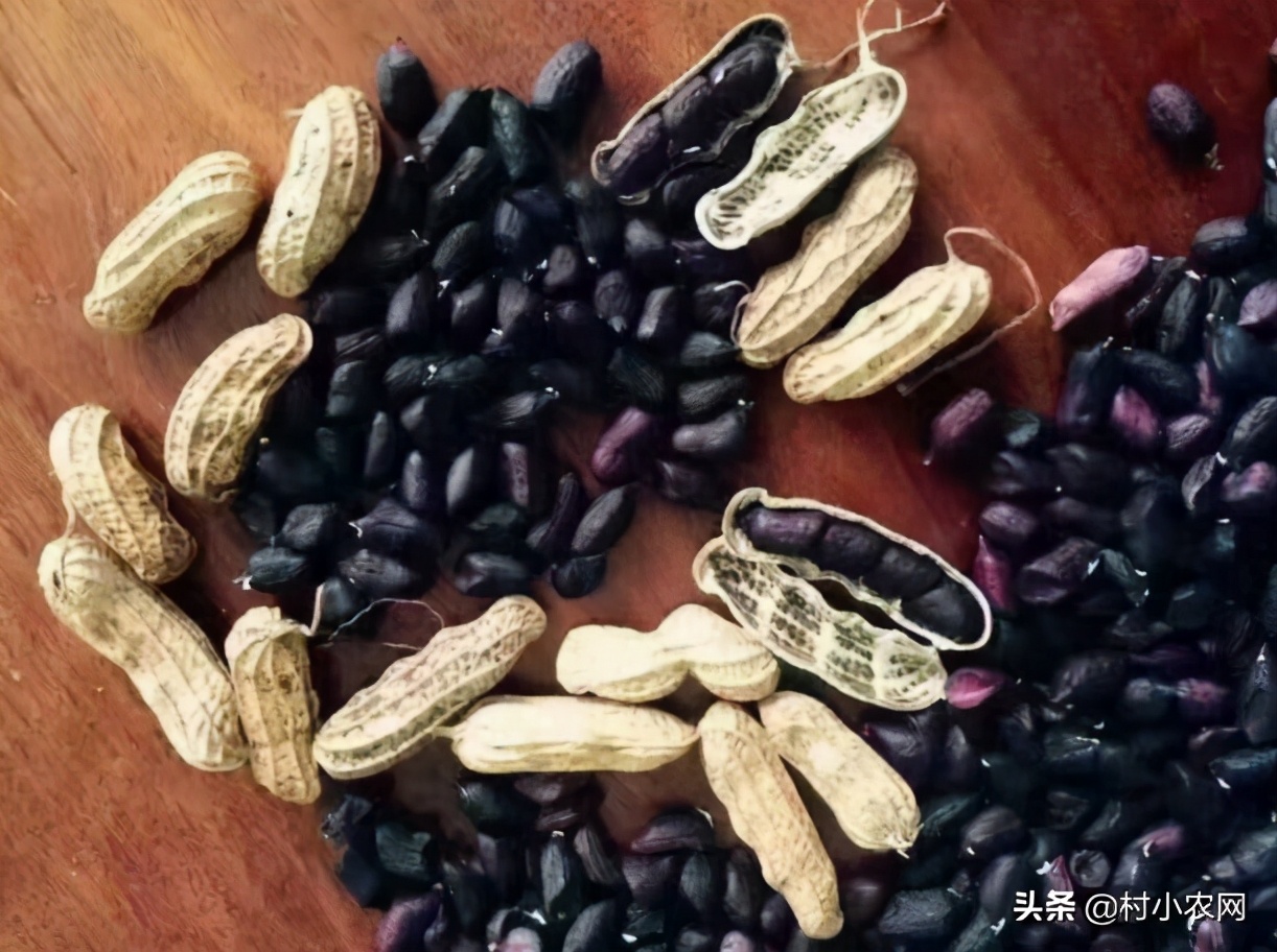 农村想种养什么项目可以挣钱,农村种植什么最赚钱500元小本创业