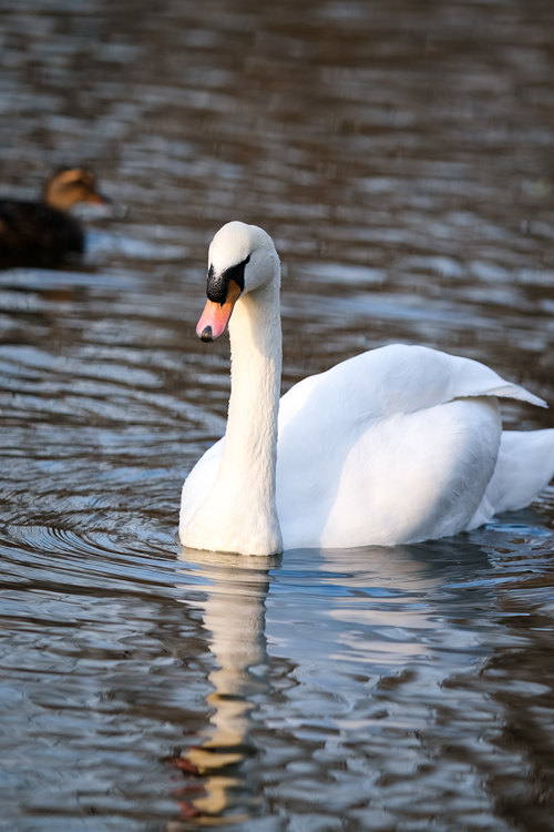 富士xt3有哪些变焦镜头推荐,富士x-t30xc35套机拍照