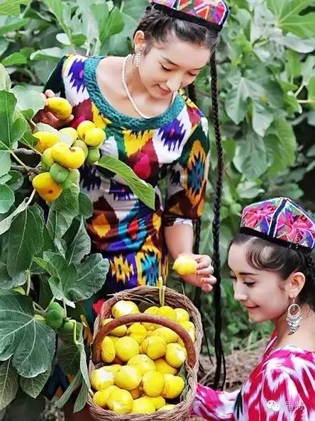 无花果种植棚,建一个无花果冷棚需要多少钱