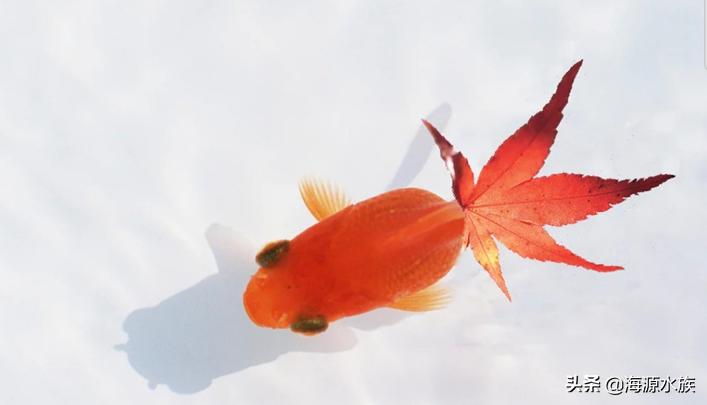 古代养金鱼的容器有什么讲究,家庭养金鱼都需要什么讲究