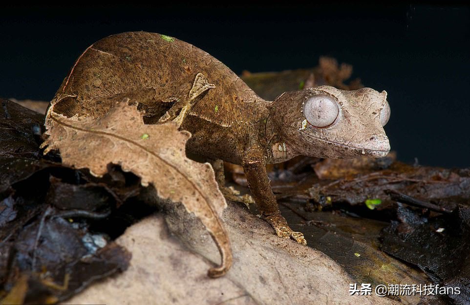 盘点那些美丽的动物,美丽且濒危的动物