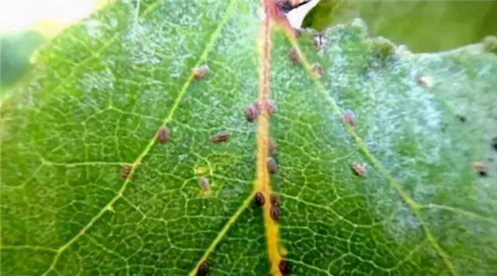 盘点养花中10大虫害,养花一定要认识的7种病虫害