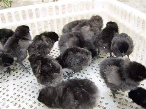 史上最贵的黑鸡,中国最稀有的鸡黑鸡