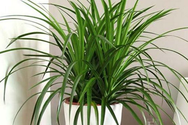 龙须兰叶子发黄怎么修剪,龙须兰枝干萎缩叶尖发黄干枯