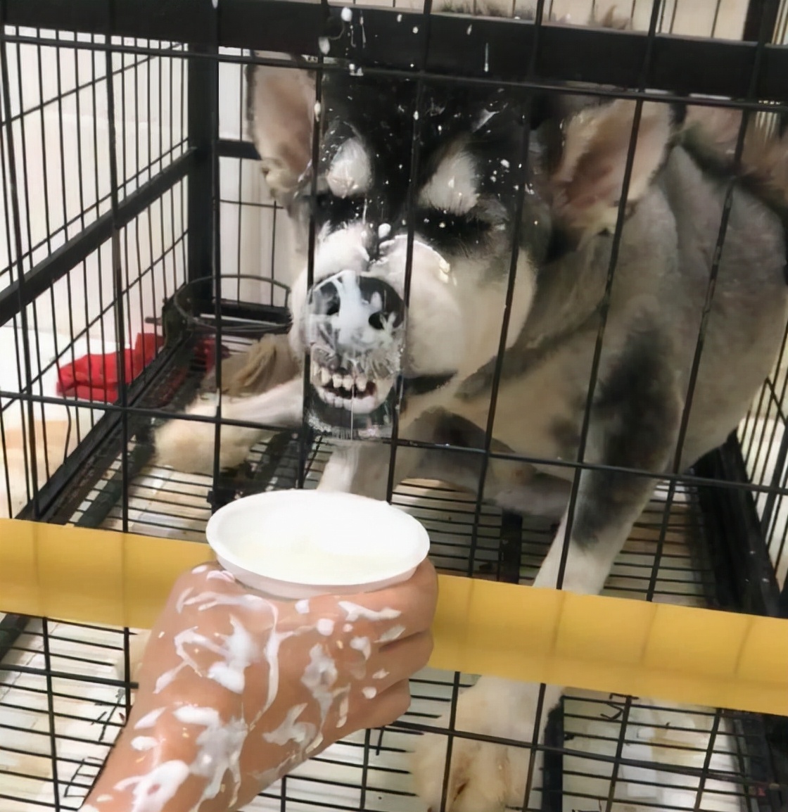 哈士奇挑食不吃饭瘦了好多,哈士奇挑食不给零食
