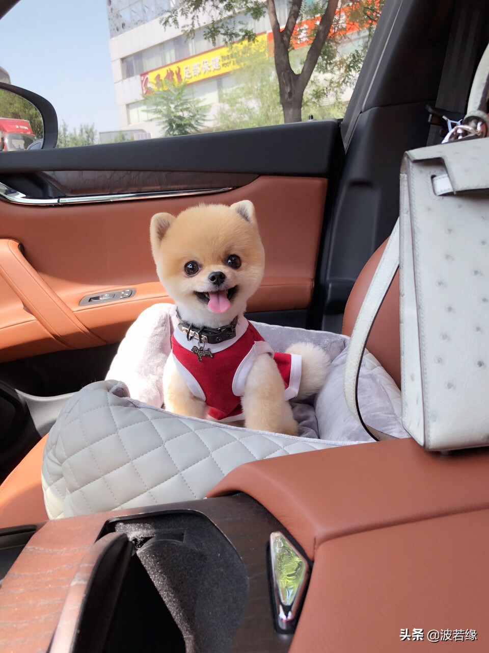 狗狗修毛的视频大全,给狗狗修毛的视频教程