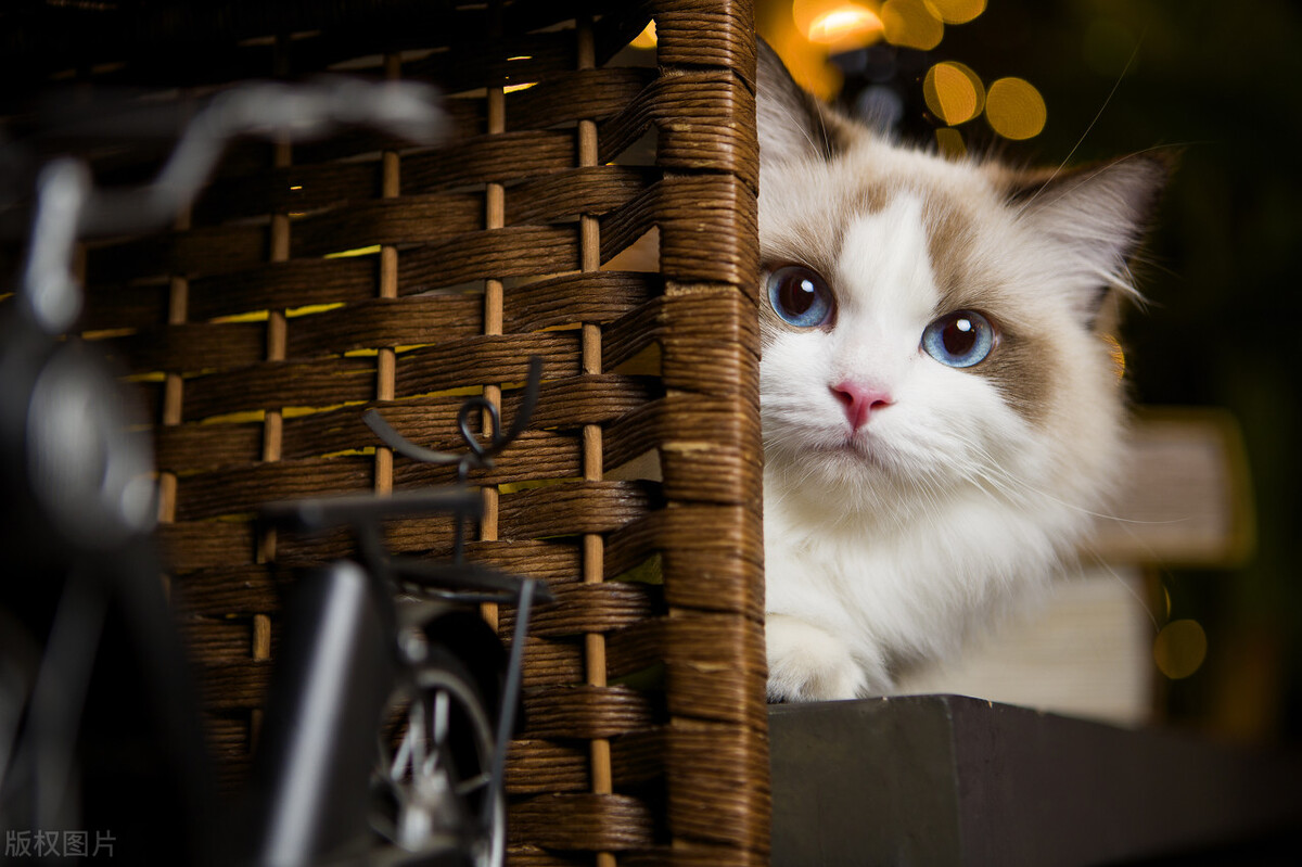 猫咪都分啥血型,猫咪血型一般是什么