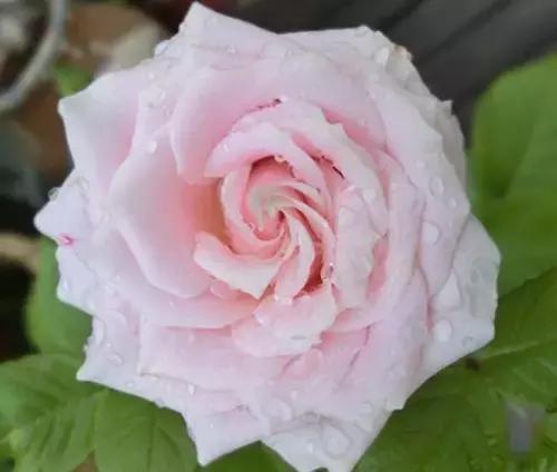 最漂亮10种微型月季,新手必入这8种月季漂亮好养