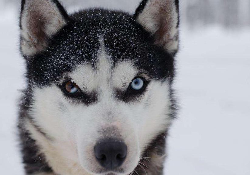 怎么区分哈士奇是纯种还是串串？ 纯种哈士奇具备4点，仔细看了