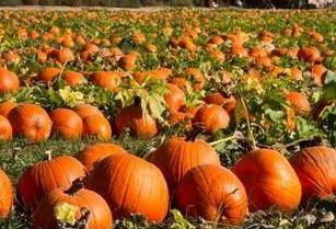 什么南瓜好吃又好种植,南瓜非常好吃的技巧