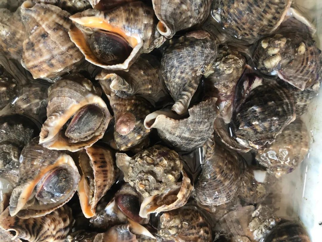 威海100元一斤的海鲜,六月份威海海鲜价格