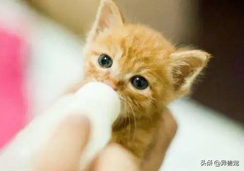 猫咪的日常护理知识,猫咪的日常生活