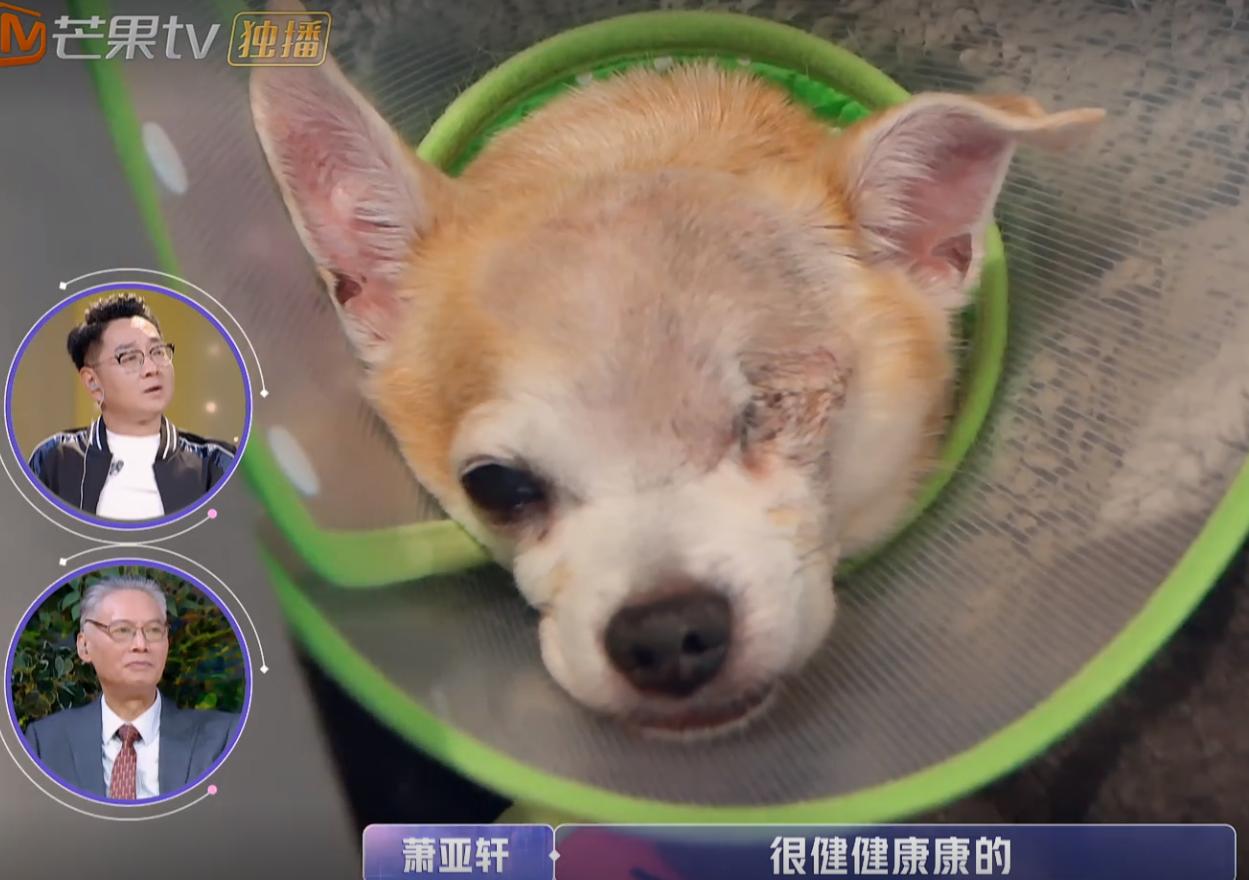 吉娃娃一只眼睛凸,吉娃娃一只眼睛白膜