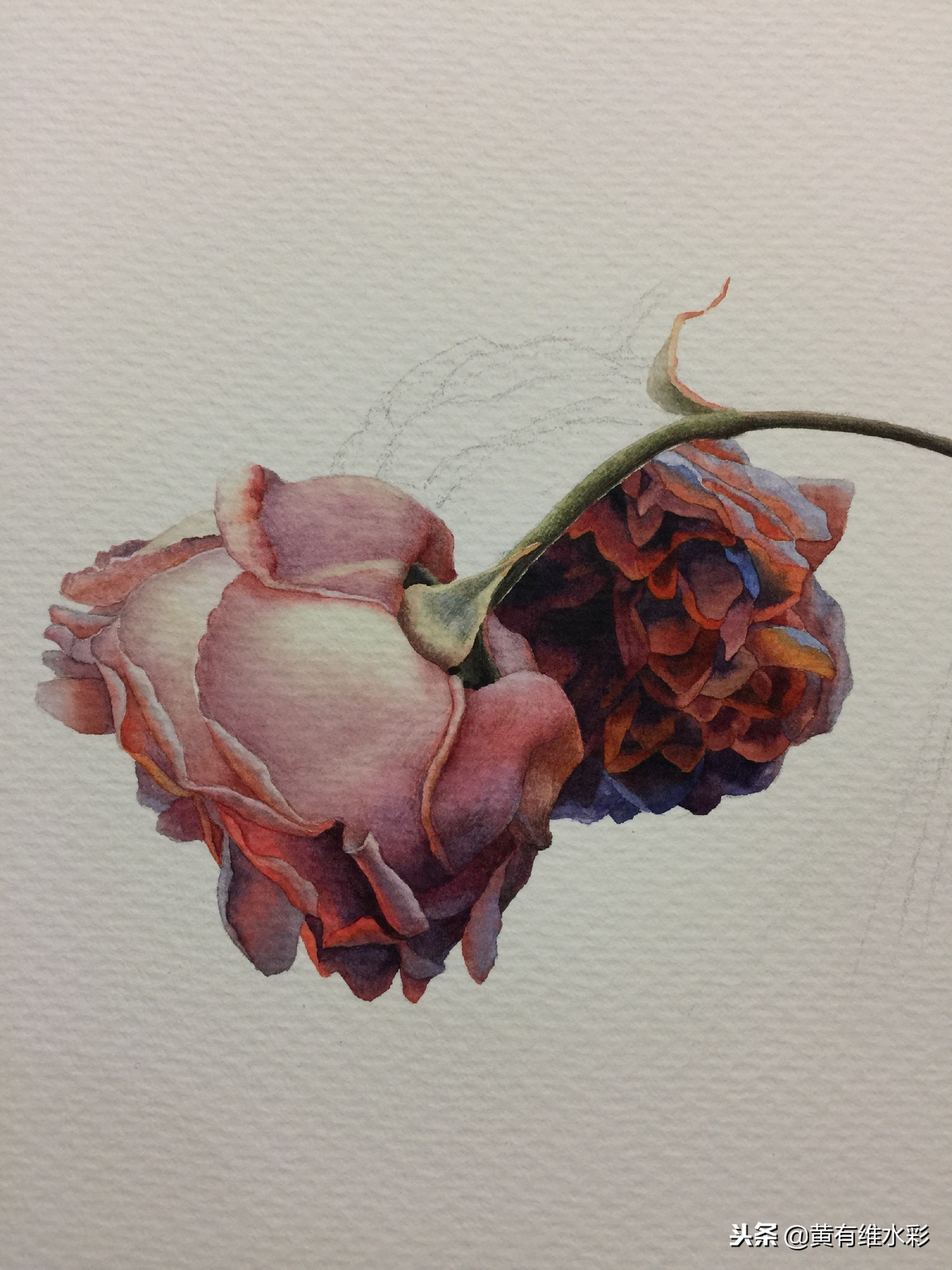 水彩绘画教程简单玫瑰,水彩步骤图花卉