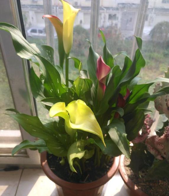 马蹄莲花到了开花时为什么不开花,马蹄莲叶子发黄问题如何解决