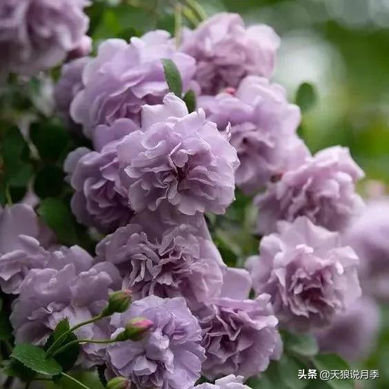 阳台还可以种植什么花种,阳台上也可以种出好看的花
