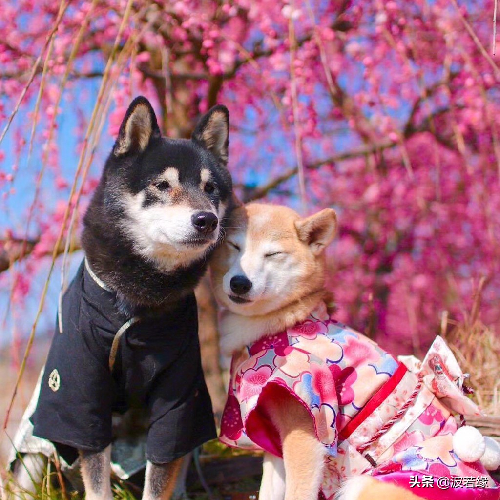 初学者宠物狗剪毛教学视频,专业宠物犬剃毛的步骤