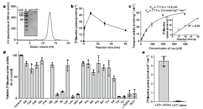 冷冻电镜最新研究,冷冻电镜研究成果涌现