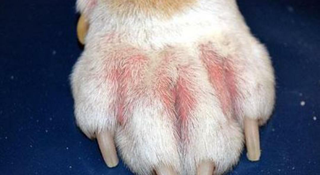 狗狗趾间炎涂了碘伏流脓,狗得肛腺炎擦碘伏