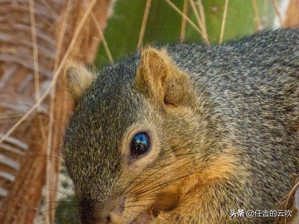尼康p1000的详细操作 (尼康p1000的缺点)