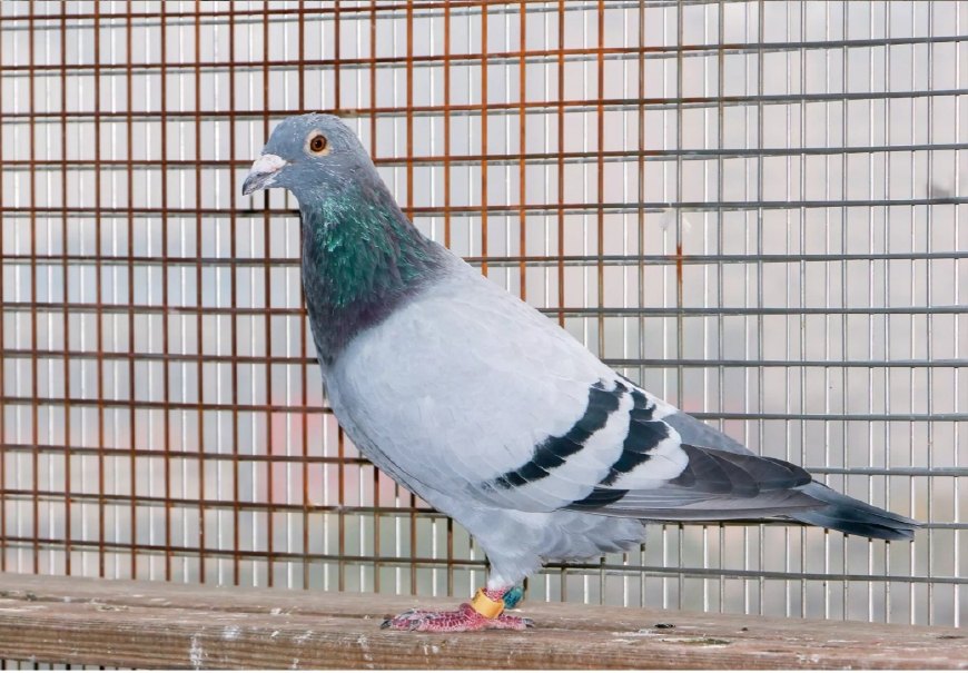 博鸽养鸽子教程视频,牧鸽人博博最新视频