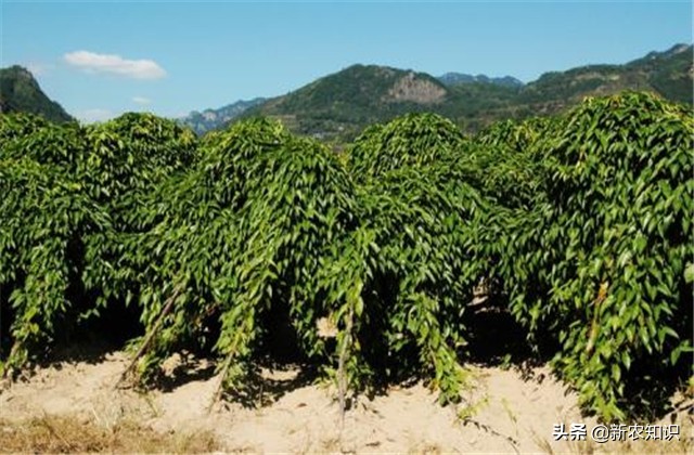 广西桂平最高产淮山种植方法,淮山怎样种植才高产