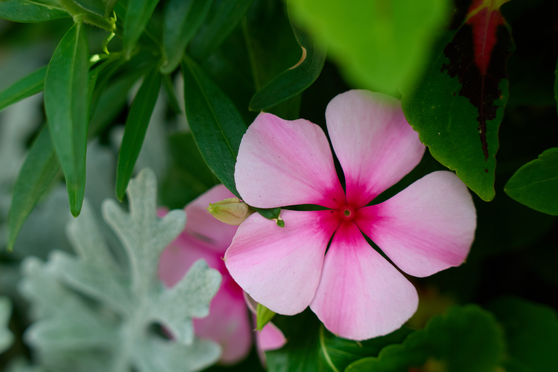适马sigma60-600mm拍月亮,适马sigma18-50mmf2.8dcdn测评