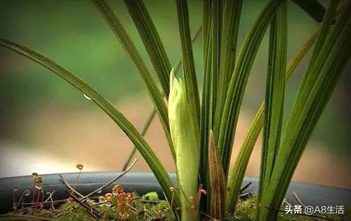 兰花蕙兰十大名品,蕙兰名品大全欣赏