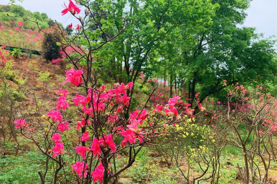 泾县古镇游玩攻略,泾县冬日旅游攻略大全最新