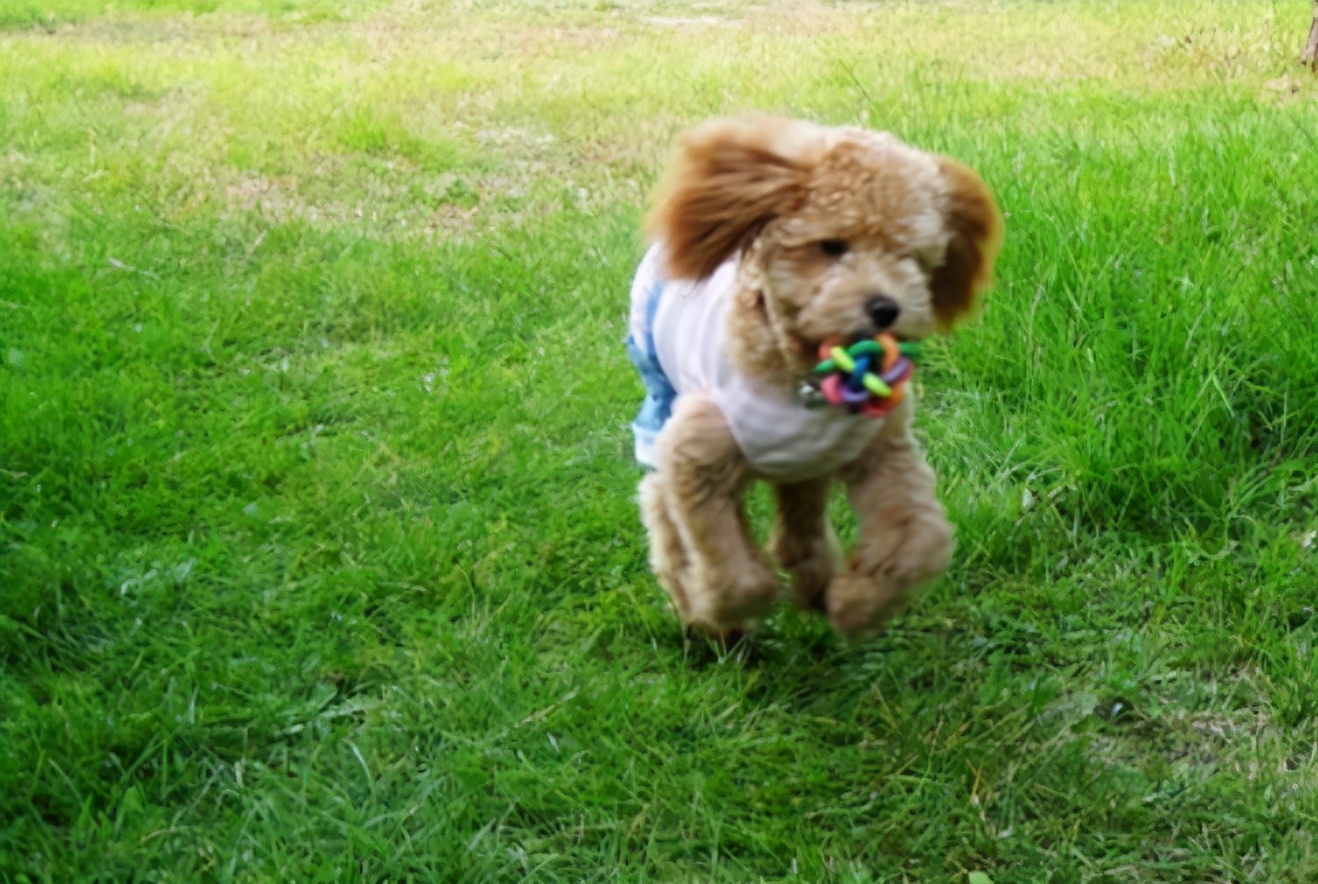 狗子腿时瘸时不瘸,泰迪狗腿瘸一会好一会瘸怎么办